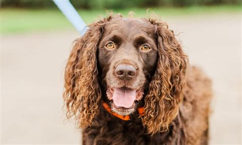 boykinky|Boykin Spaniel Breed: Characteristics, Care & Photos .